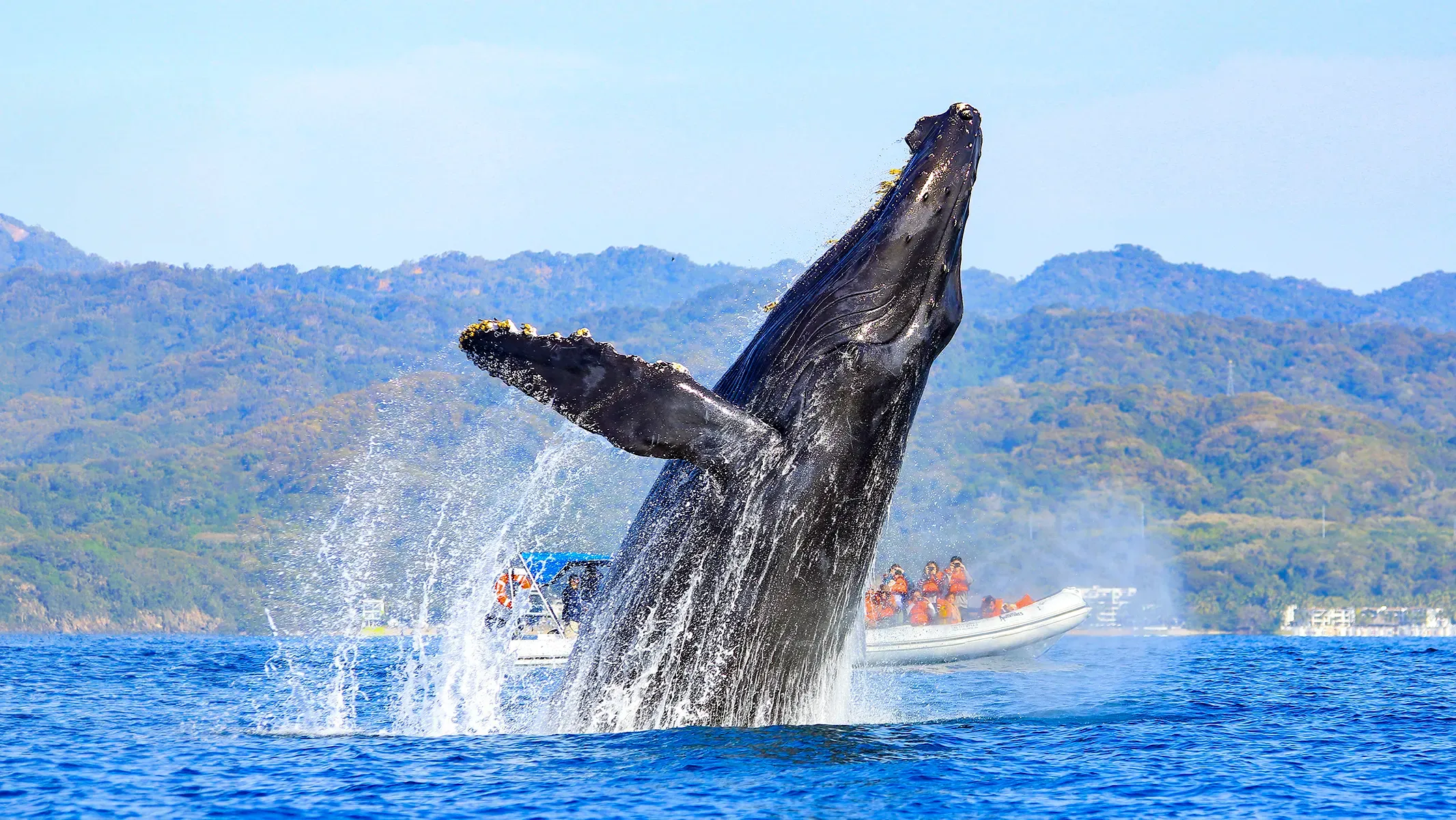 Ballena saltando durante un tour de avistamiento